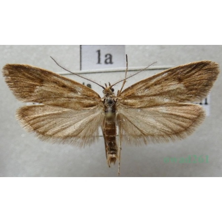 Diurnea lipsiella (Denis & Schiffermüller, 1775) Czech1a
